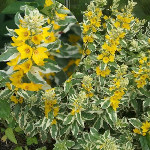 Lysimachia punctata 'Alexander' - Täpiline metsvits 'Alexander' P9/0,55L 